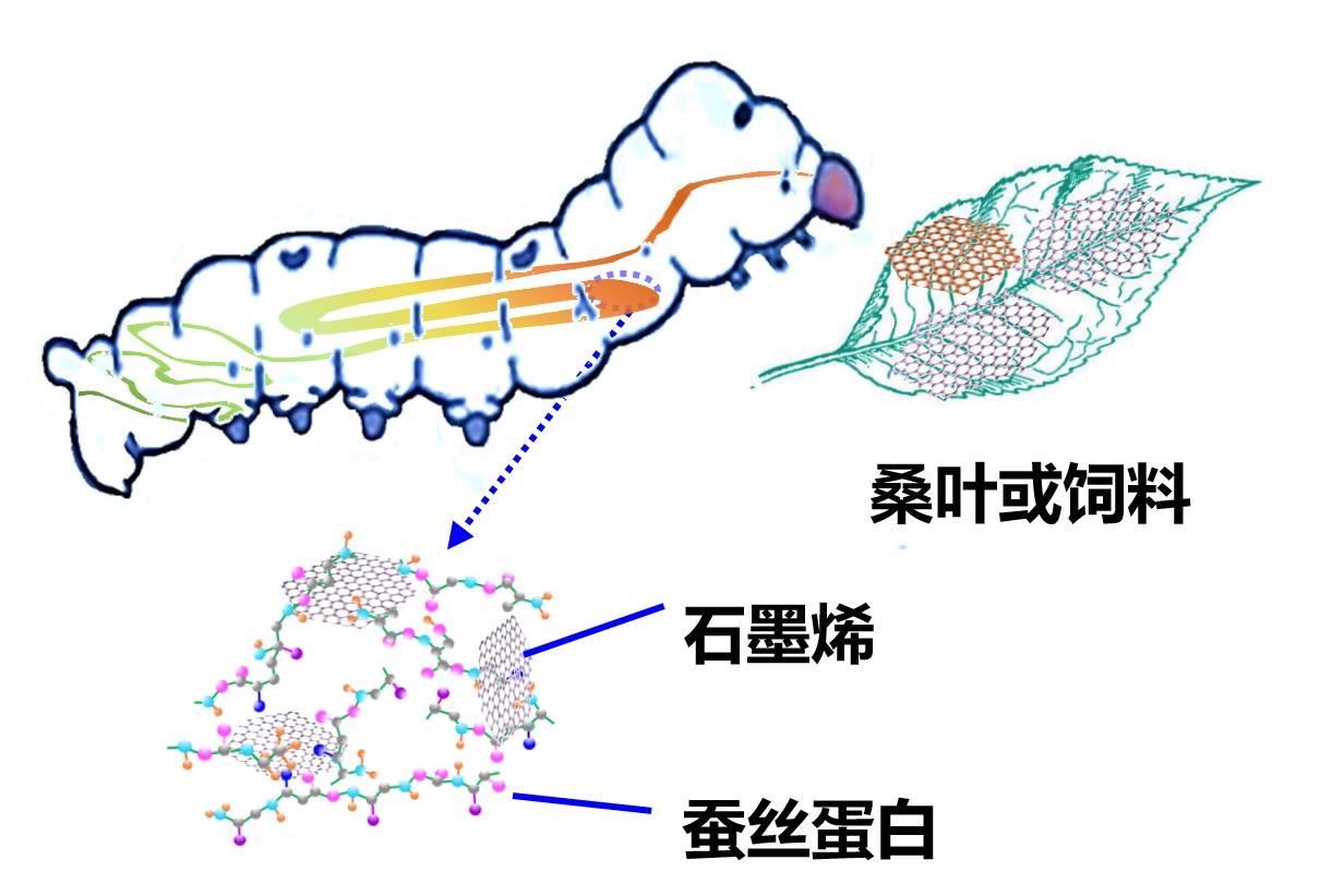 05喂食法制備石墨烯蠶絲纖維（房山放量生產(chǎn)）1.jpg